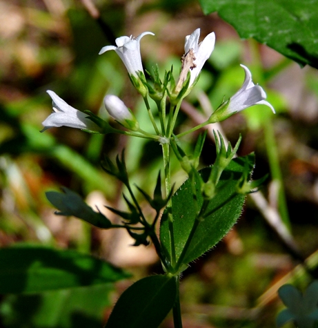 {Houstonia purpurea}